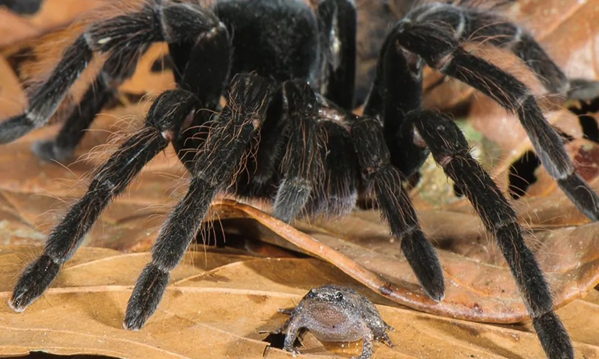 17453 tarantula defensive posture