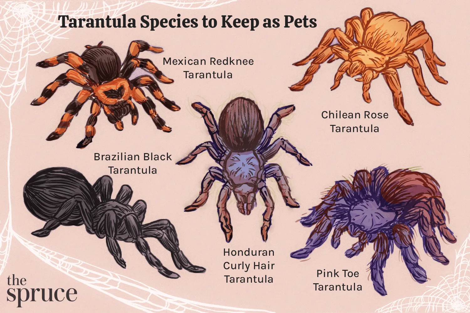 17453 tarantula feeding