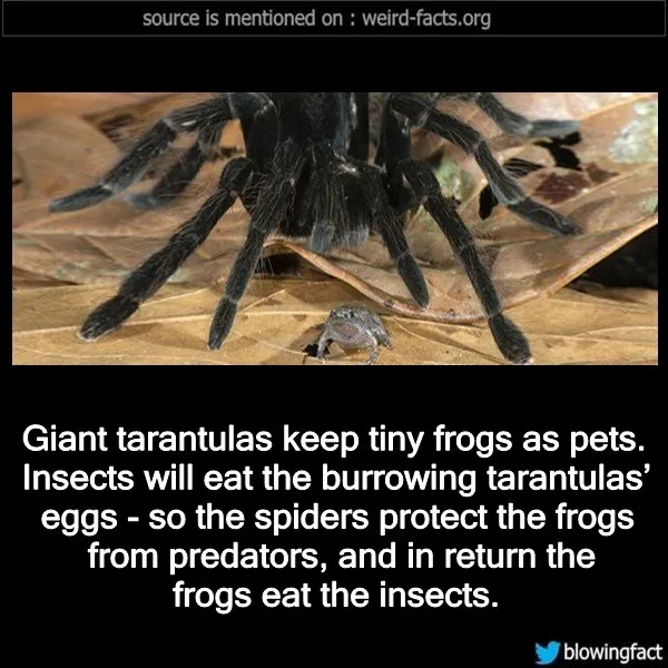 17453 tarantula molting