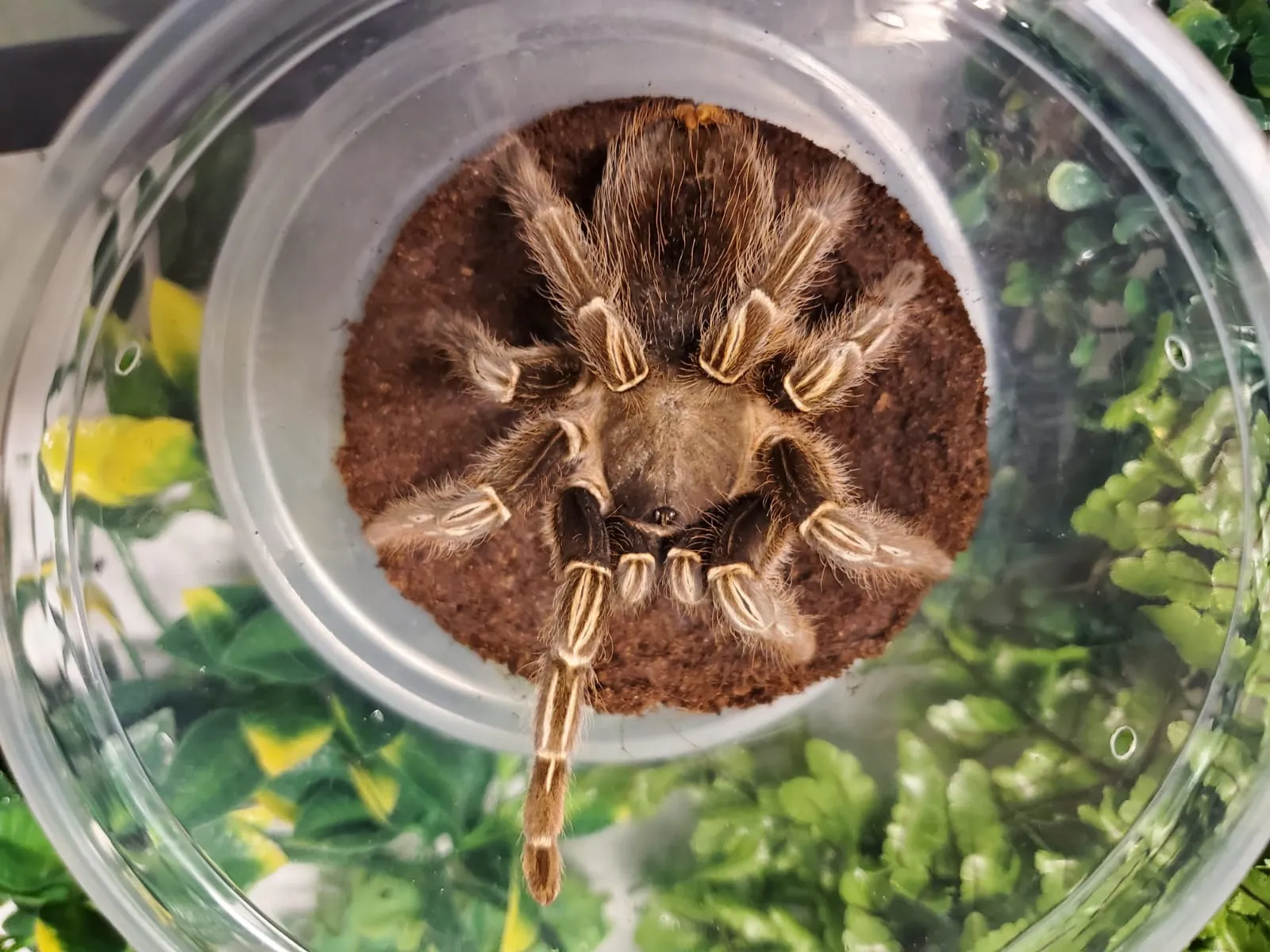 17455 striped knee tarantula handling aggressive