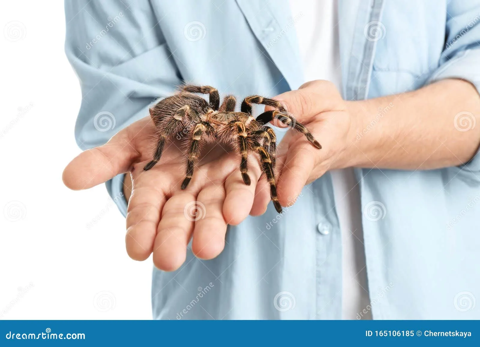 17455 striped knee tarantula handling bite care