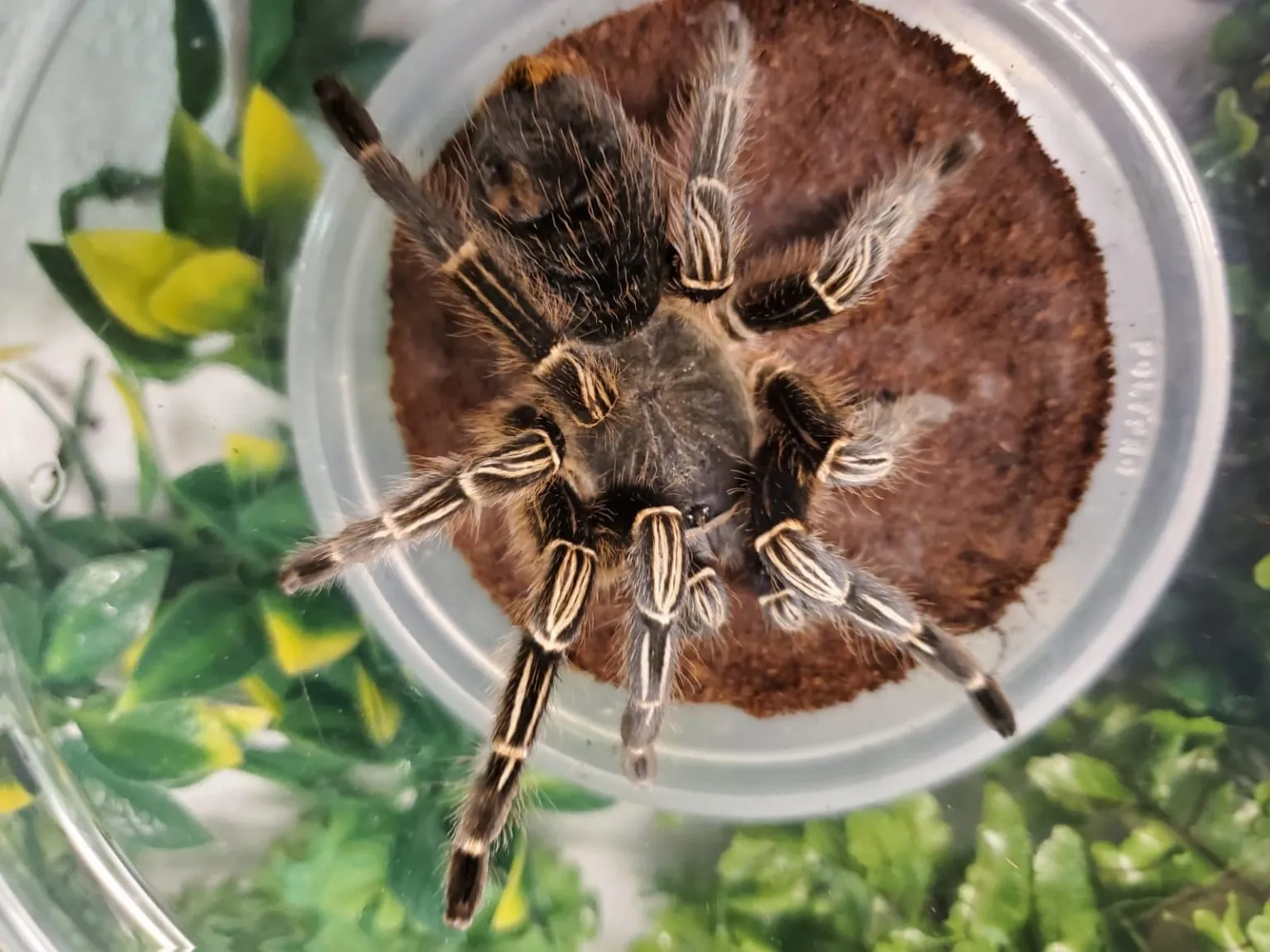 17455 striped knee tarantula handling environment