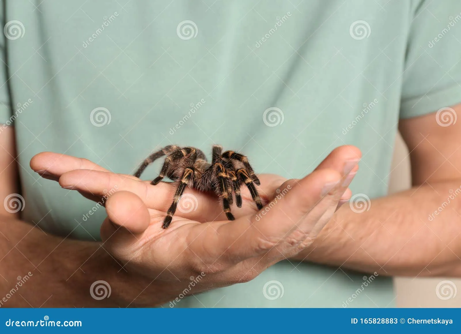 /img/17455-striped-knee-tarantula-handling-health.webp