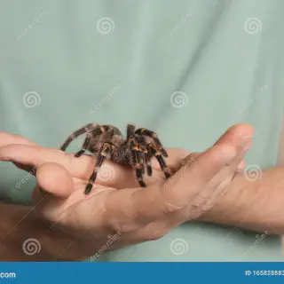 /img/17455-striped-knee-tarantula-handling-health.webp