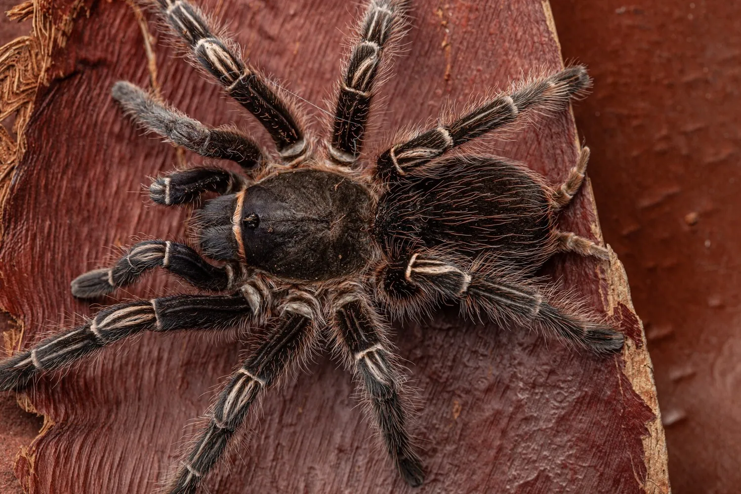 17455 striped knee tarantula handling process