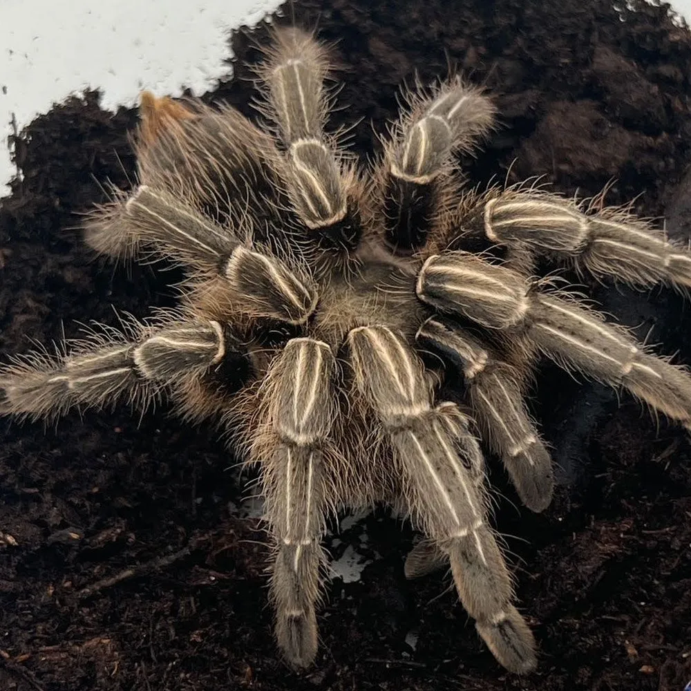 17455 striped knee tarantula handling protective gear