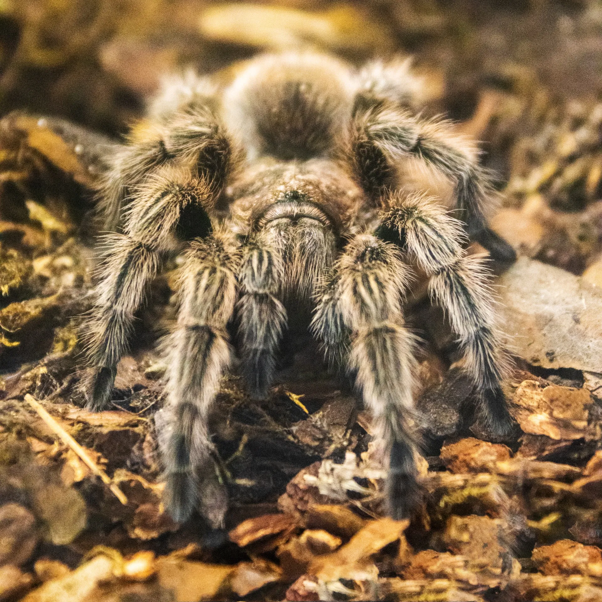 17462 diverse tarantula species