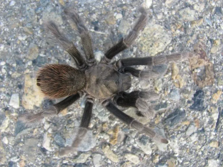 17462 tarantula breeder booth