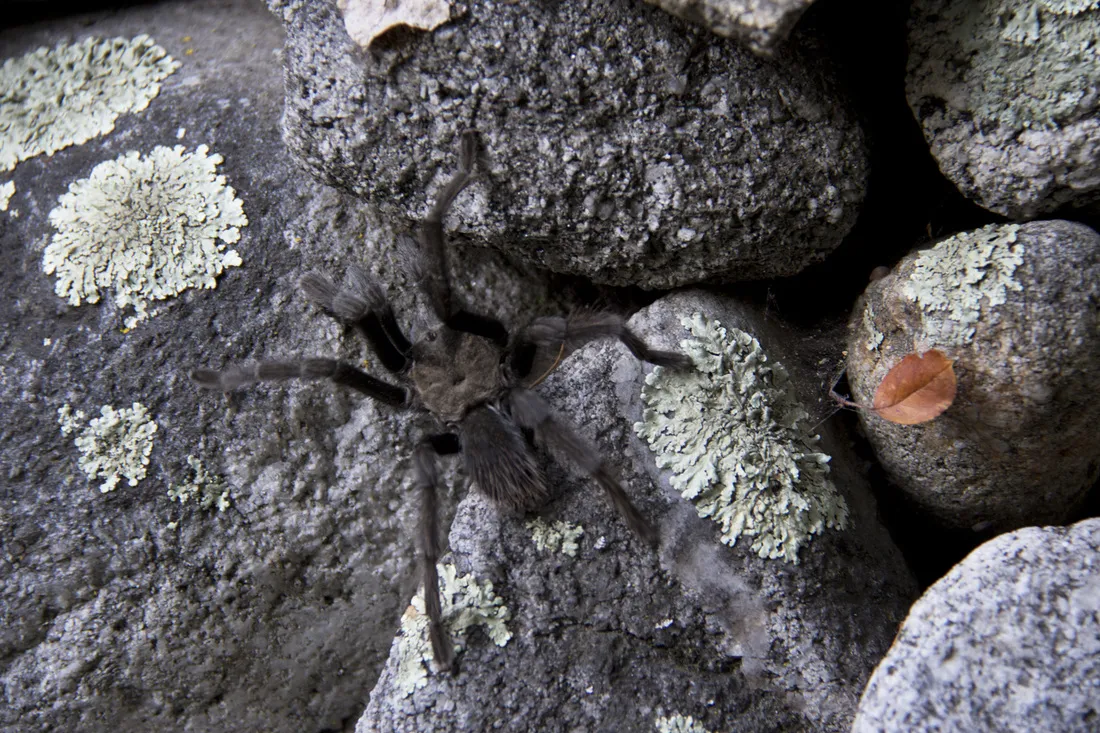 17462 tarantula handling