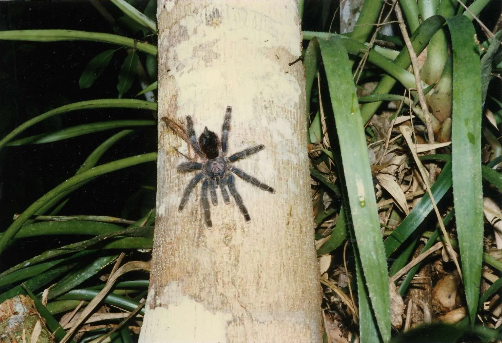 17463 pinktoe tarantula close up