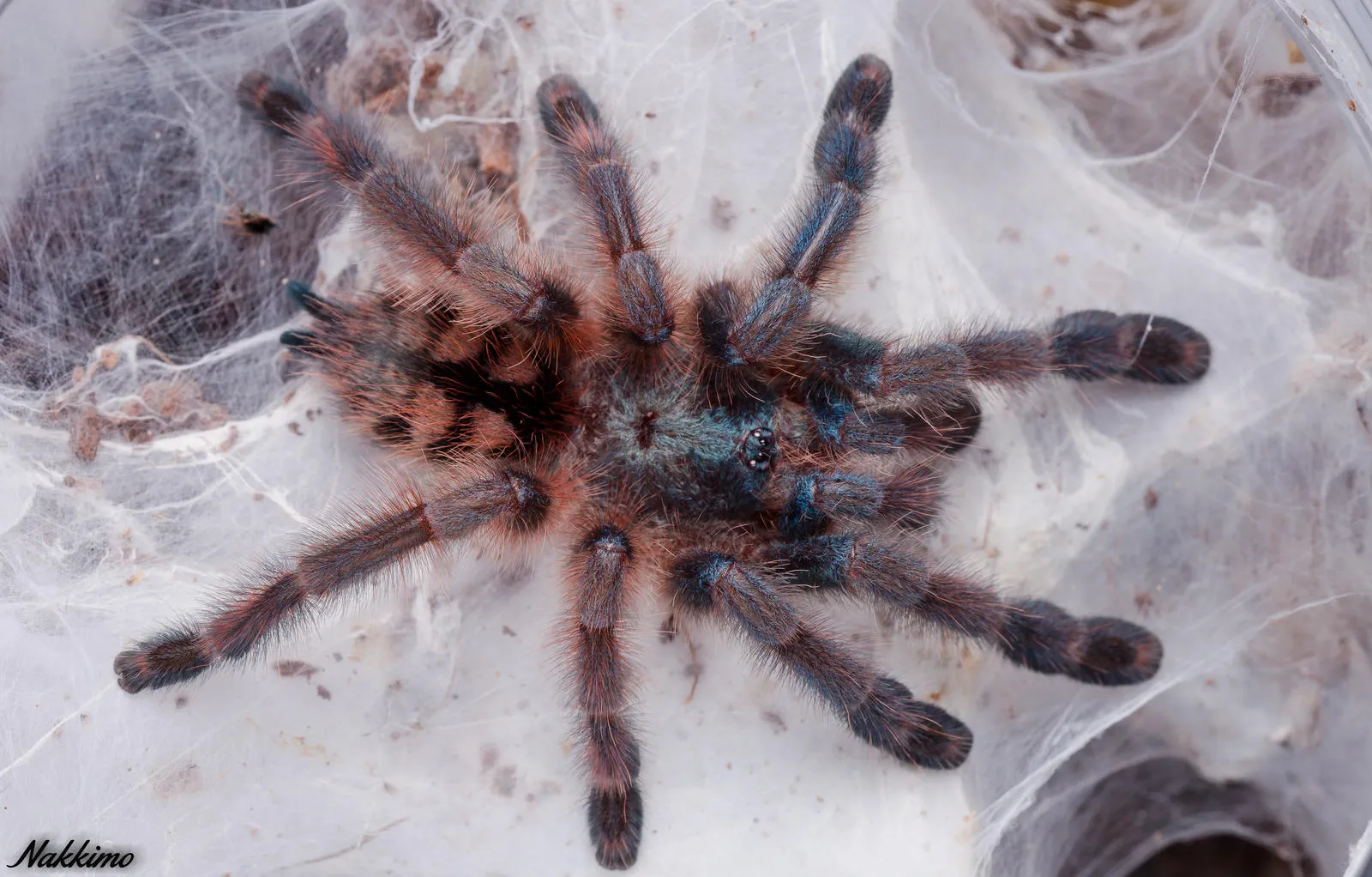 /img/17463-pinktoe-tarantula-enclosure.webp