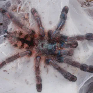 /img/17463-pinktoe-tarantula-enclosure.webp