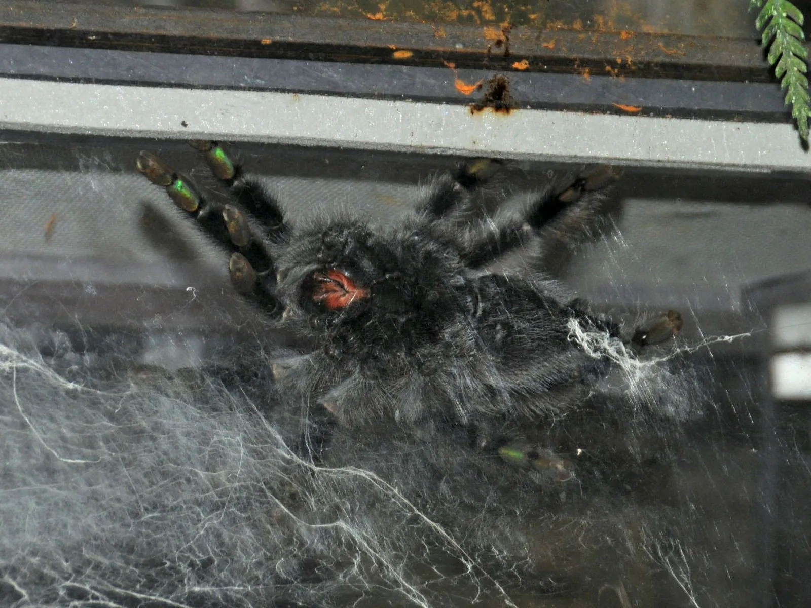 17463 pinktoe tarantula feeding