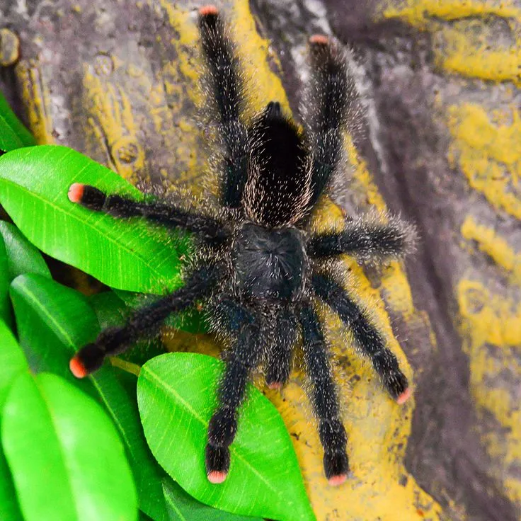 17463 pinktoe tarantula handling