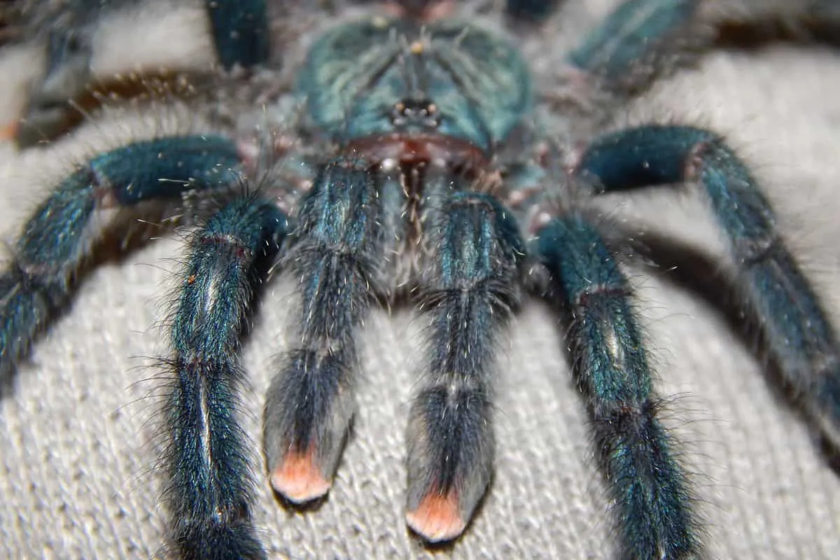 17463 pinktoe tarantula molting