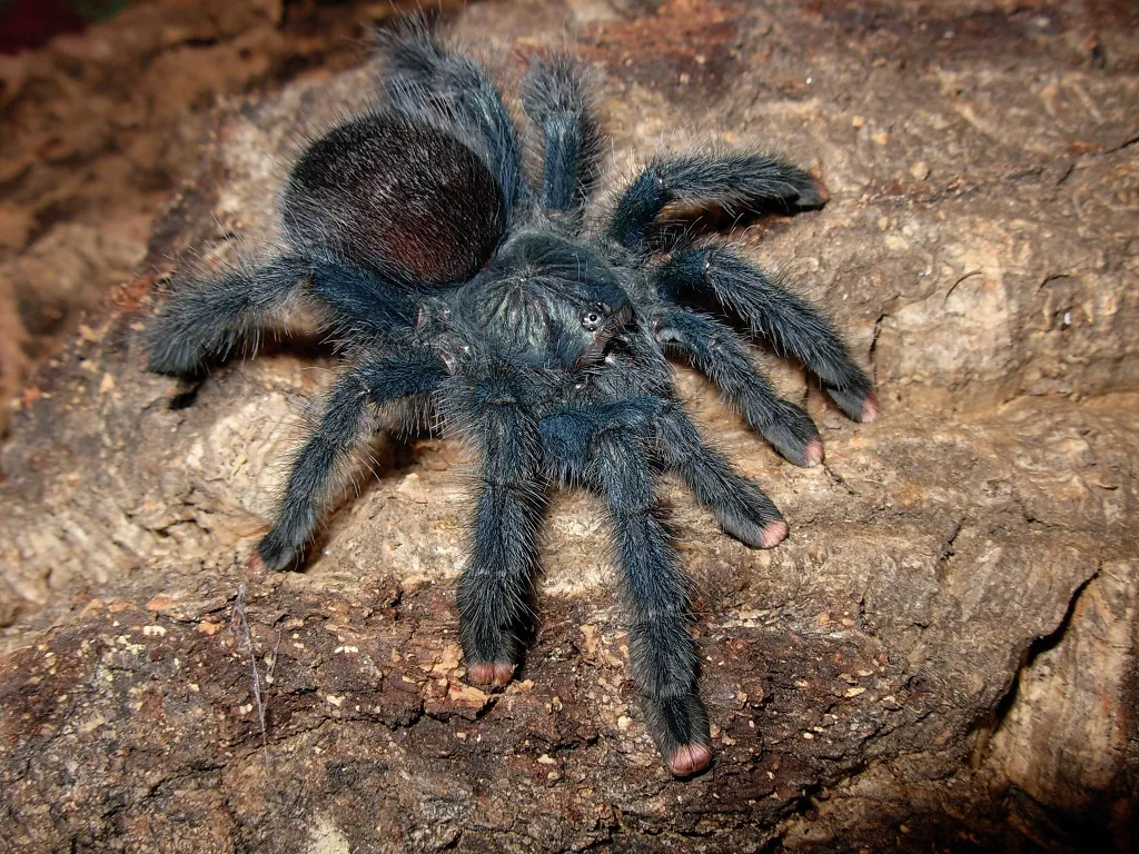 17463 pinktoe tarantula overview