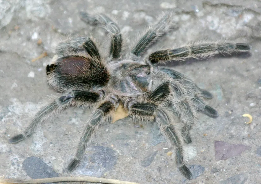 17464 tarantula breed selection