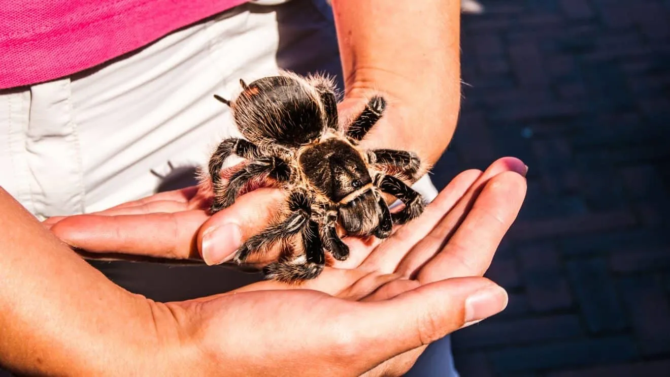 17464 tarantula enclosure