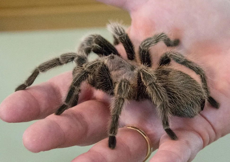 17464 tarantula handling