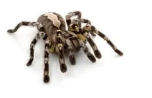 17465 tarantula body size