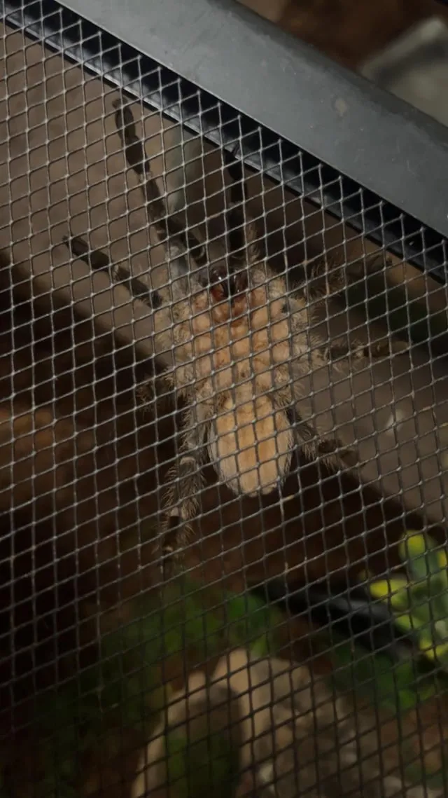 17465 tarantula coloration