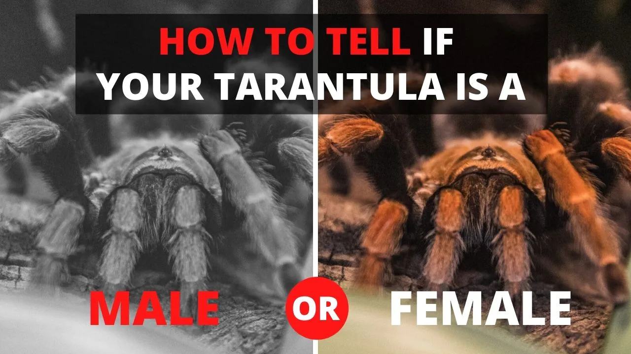 17465 tarantula leg span
