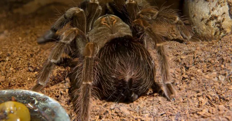/img/17465-tarantula-molting.webp