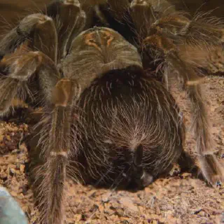 /img/17465-tarantula-molting.webp