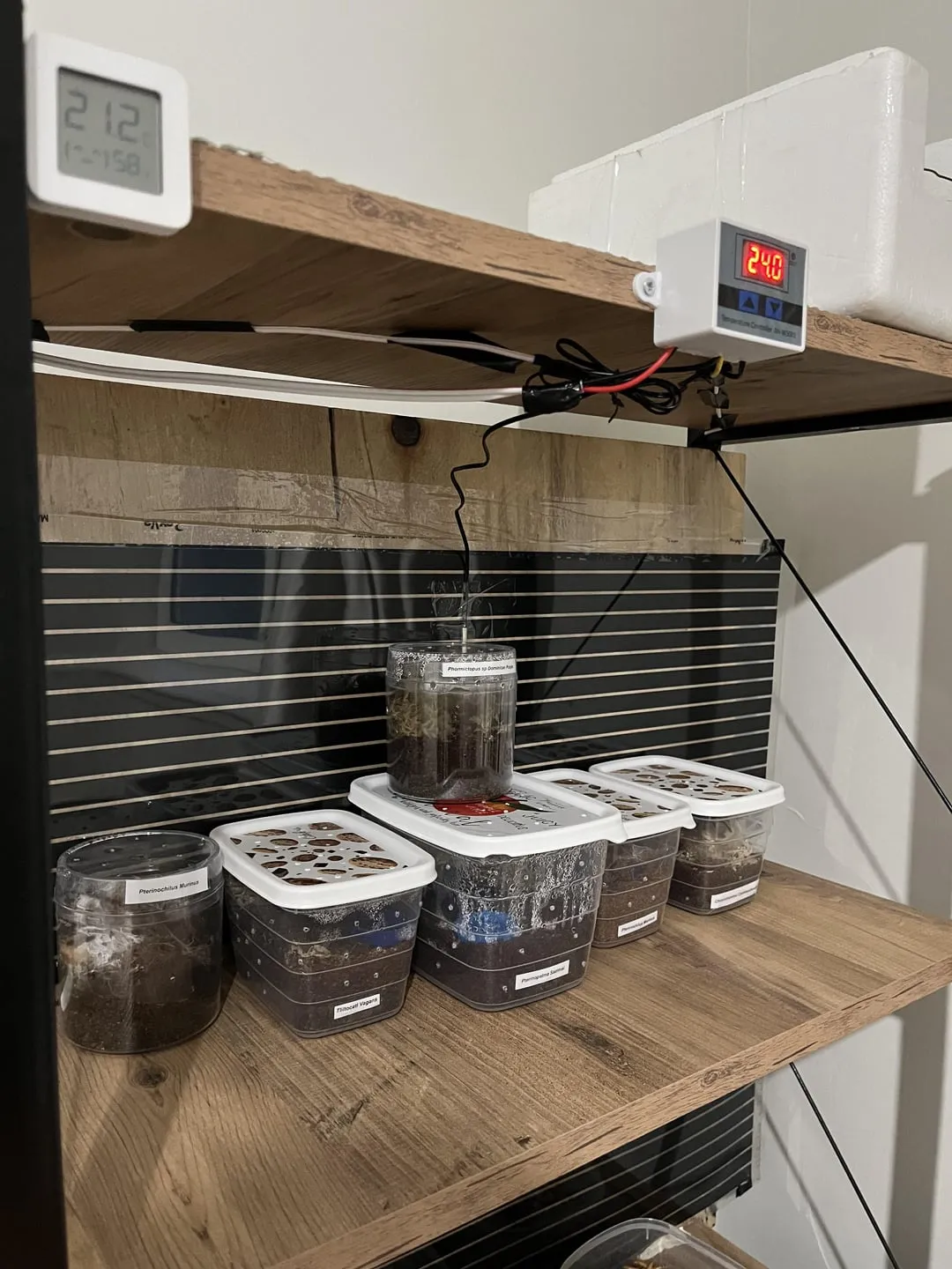 17466 tarantula enclosure decor