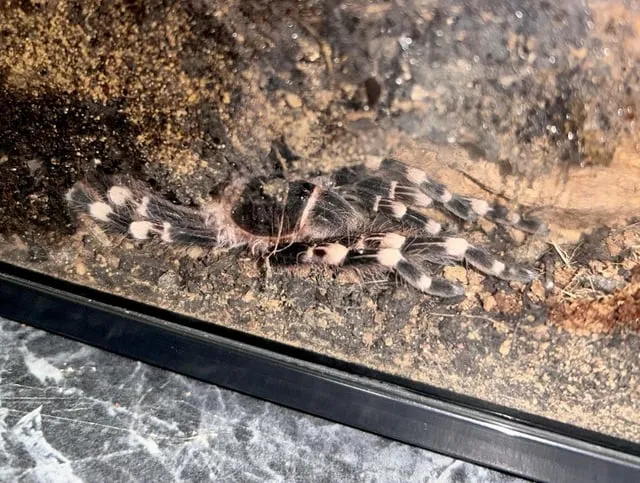 /img/17466-tarantula-enclosure-feeding.webp