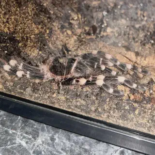 /img/17466-tarantula-enclosure-feeding.webp