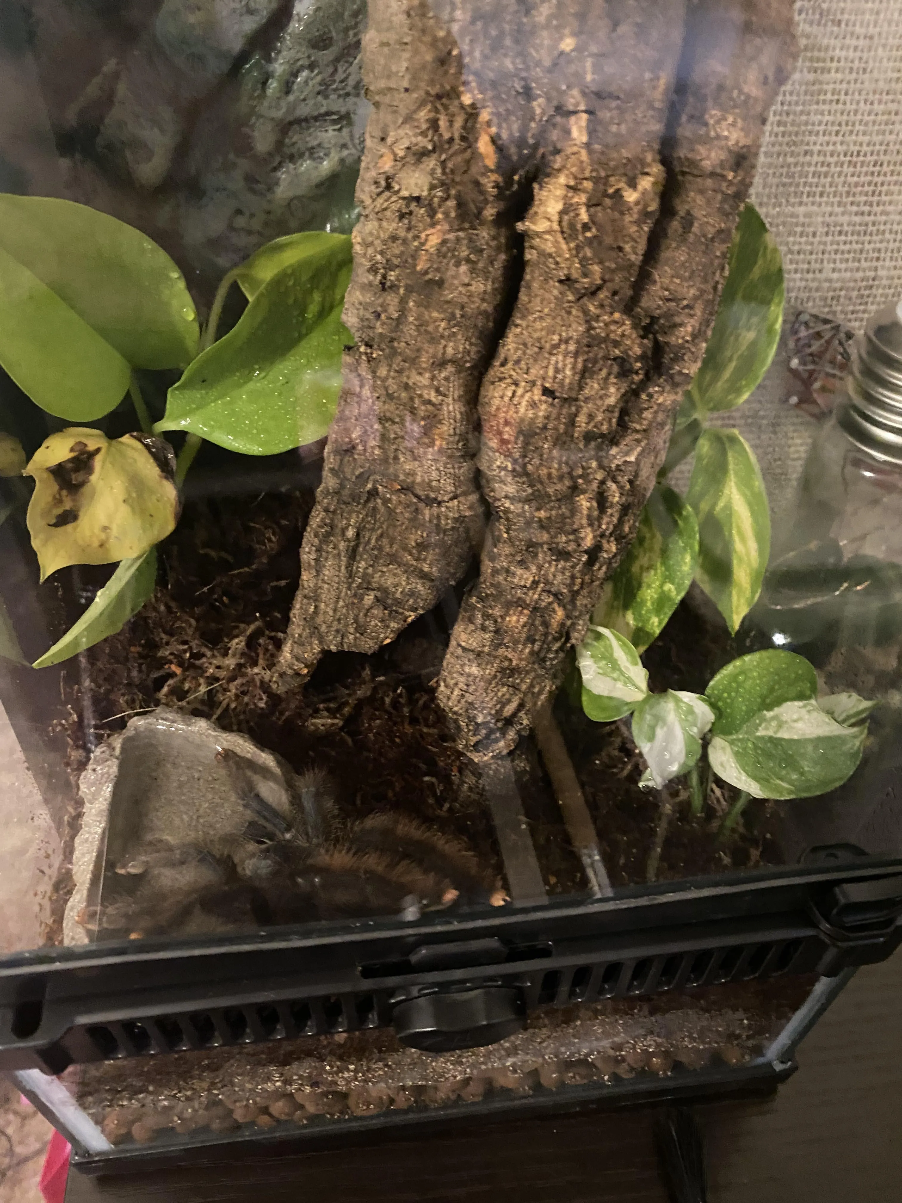 17466 tarantula enclosure ventilation