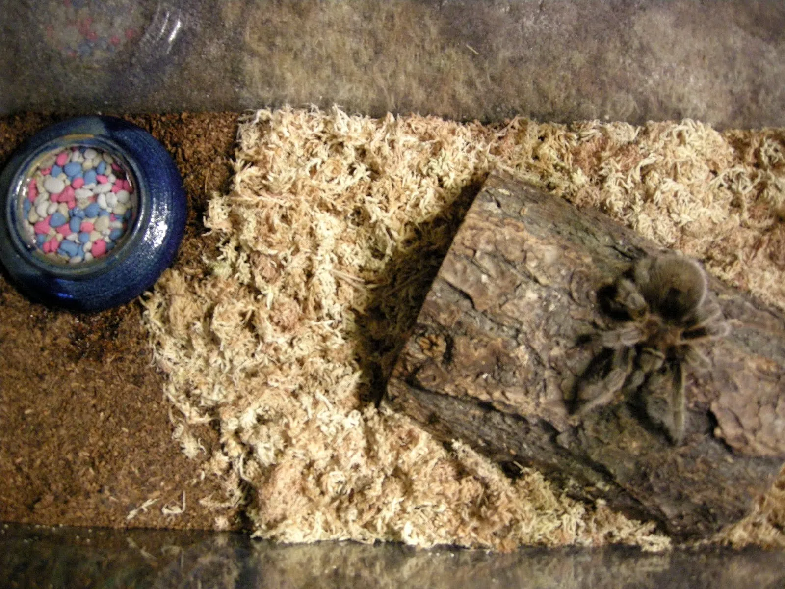17467 chilean rose hair tarantula