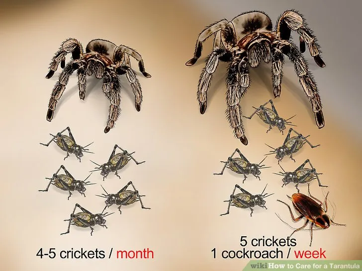 17467 pinktoe tarantula