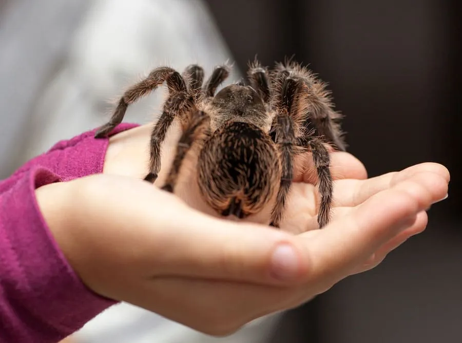 /img/17467-tarantula-feeding.webp