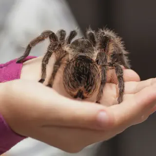 /img/17467-tarantula-feeding.webp