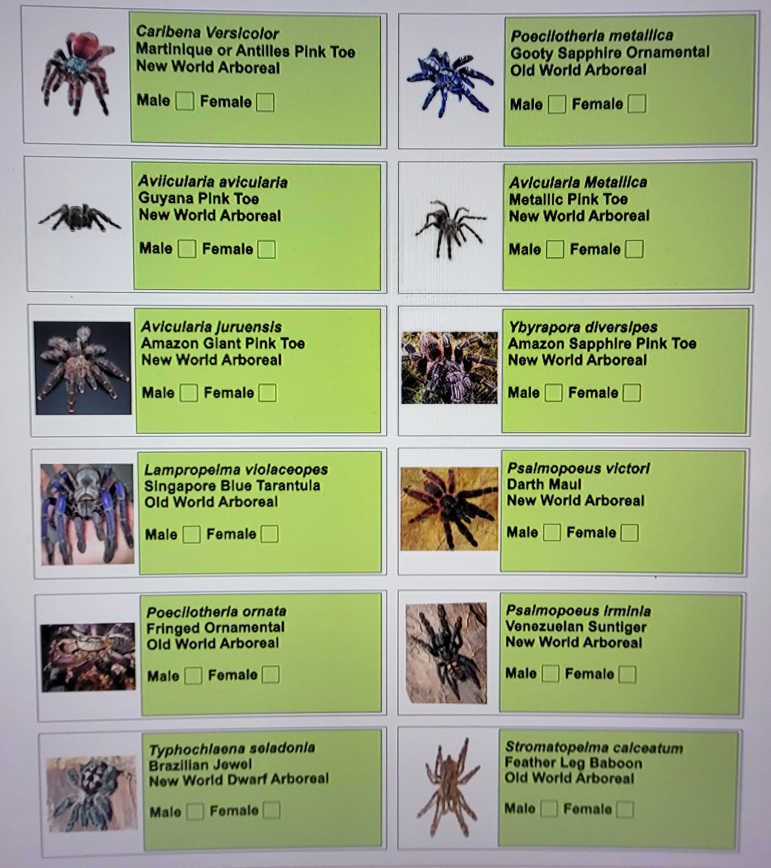 /img/17468-tarantula-enclosure-environment.webp