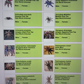 /img/17468-tarantula-enclosure-environment.webp