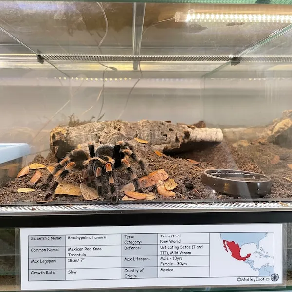 17468 tarantula enclosure escapes
