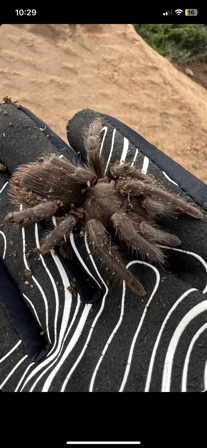 17470 new world tarantulas