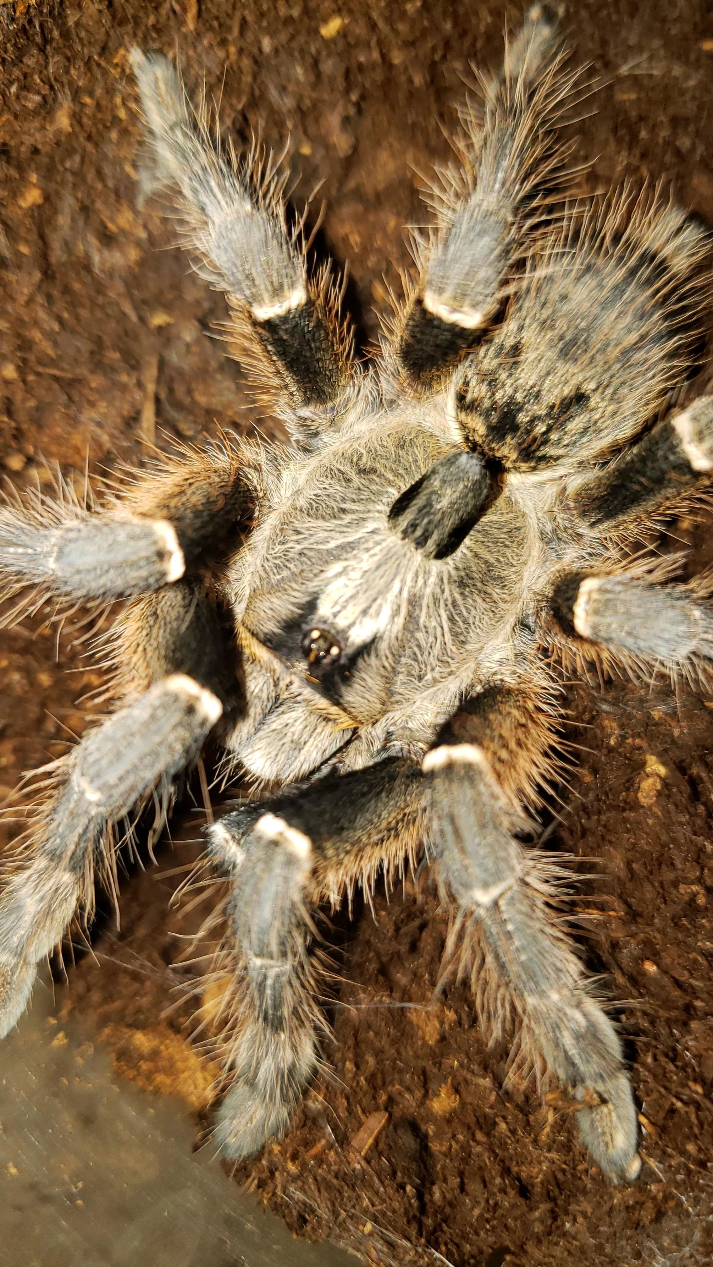 17470 old world tarantulas