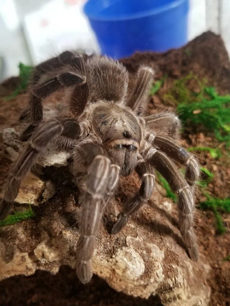 17470 tarantula enclosure
