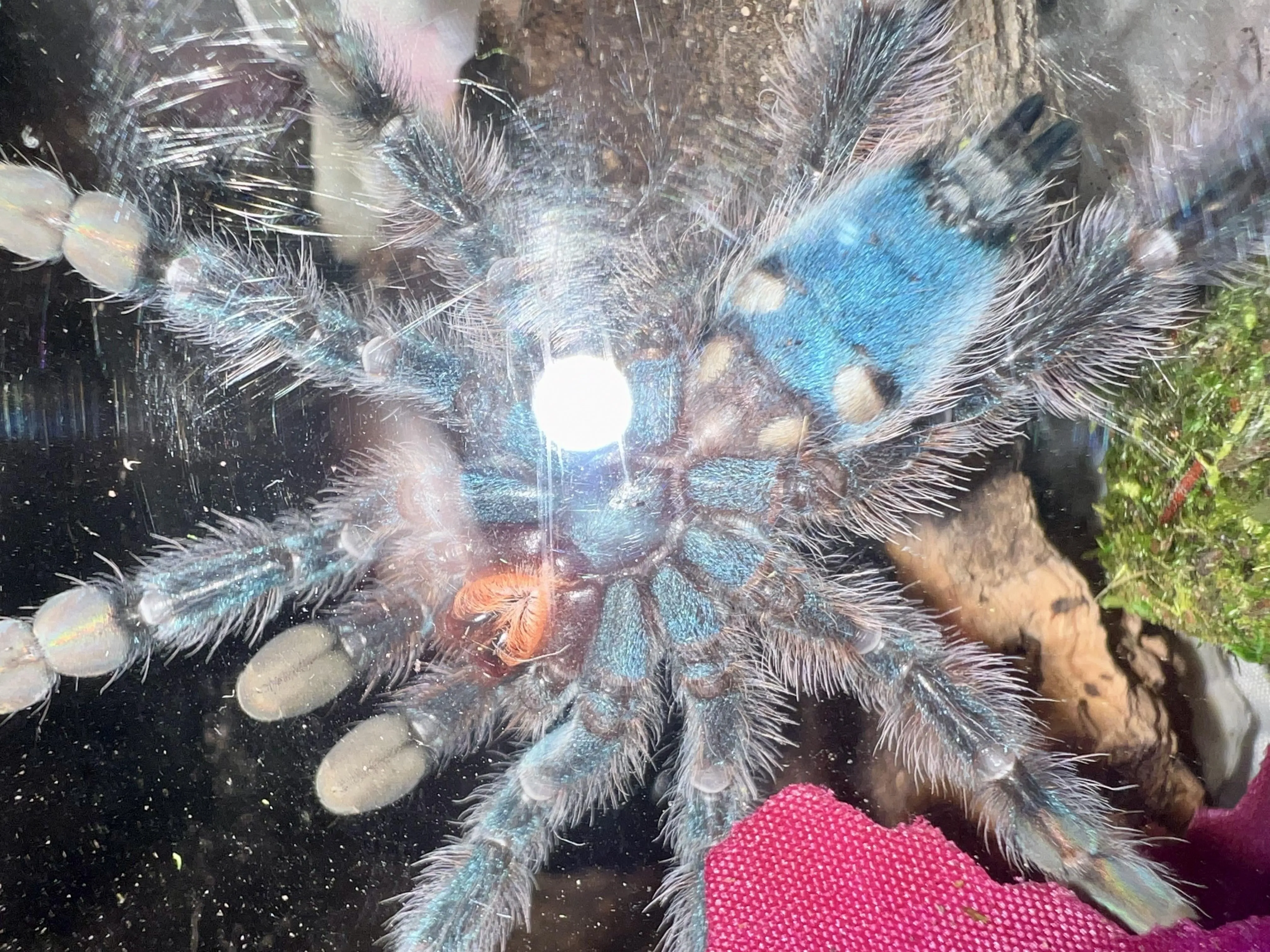 17470 tarantula feeding