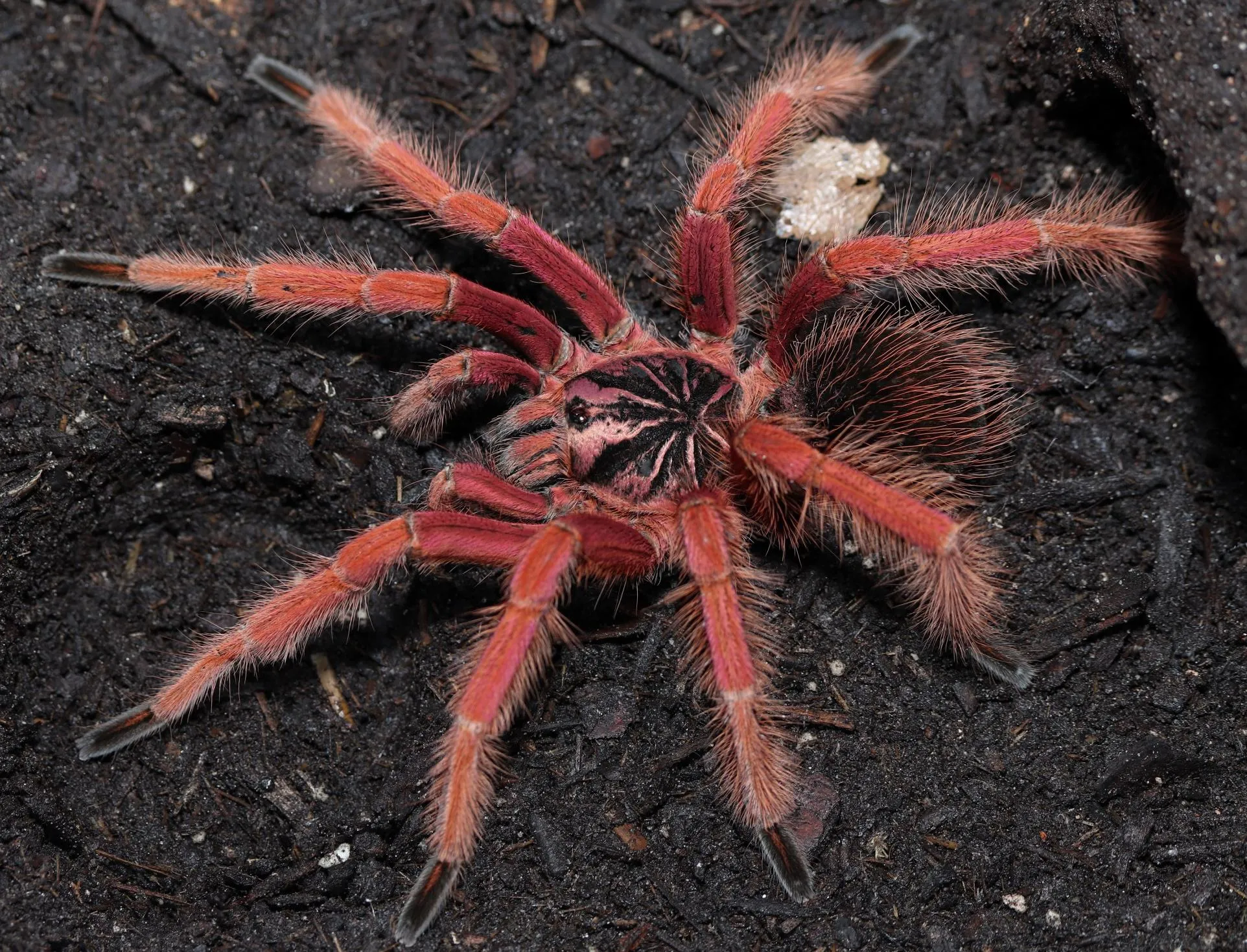 17470 tarantula molting