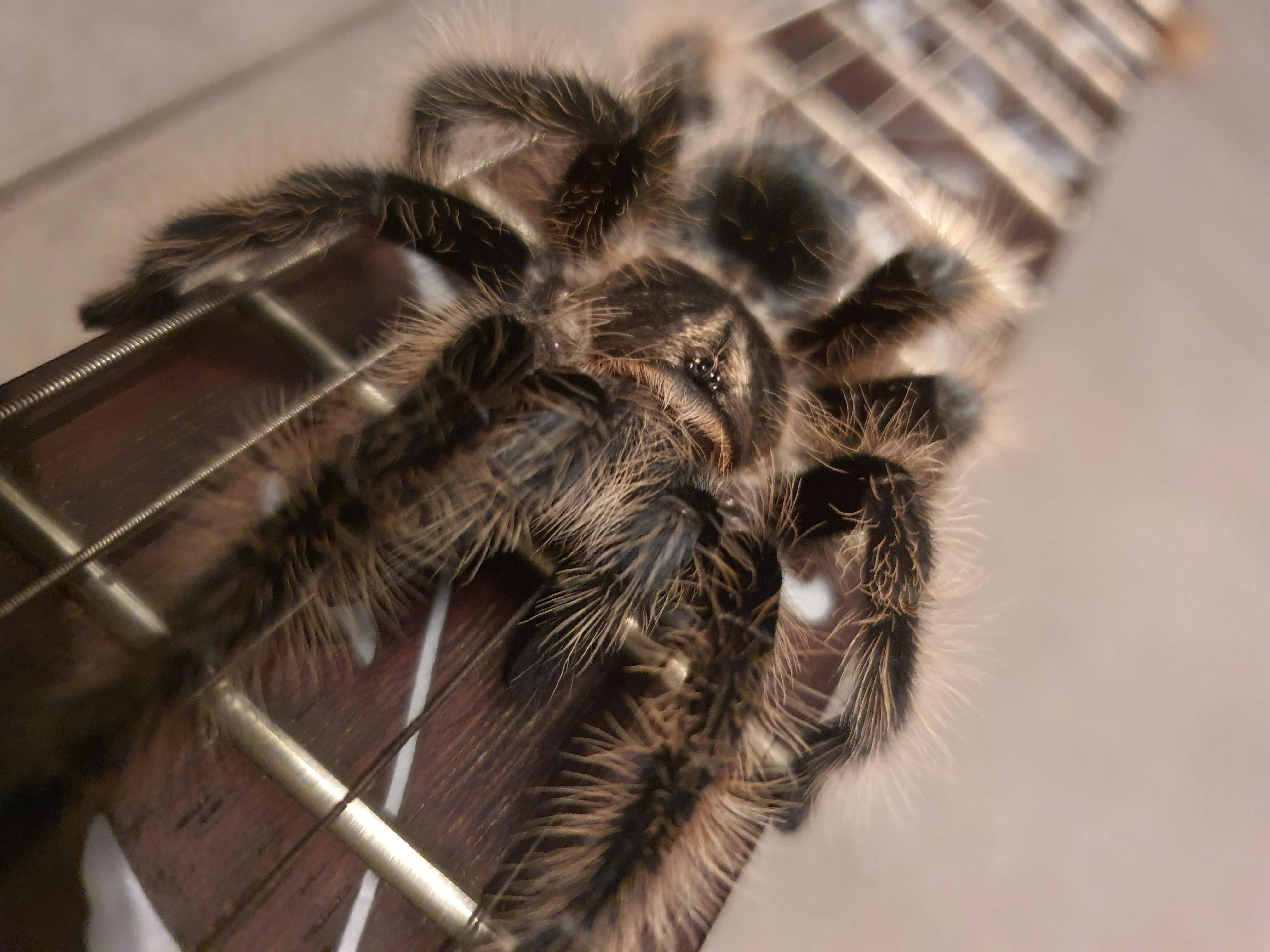 17470 tarantula reddit subreddits