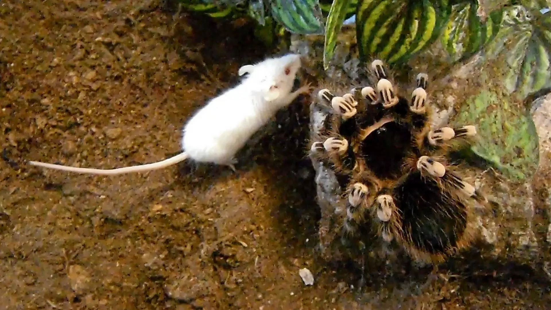 /img/17471-tarantula-spider-alternative-food.webp