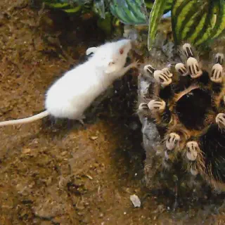 /img/17471-tarantula-spider-alternative-food.webp