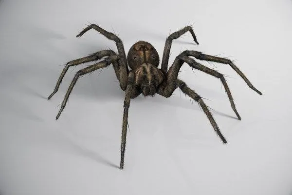 17471 tarantula spider digestion