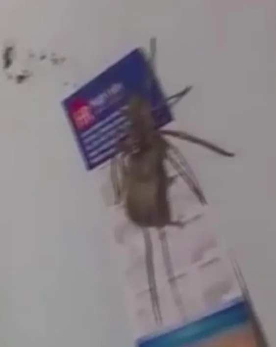 17471 tarantula spider eating
