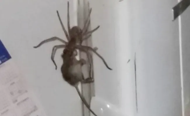 17471 tarantula spider hunting